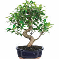 Ficus Bonsai Live Tree H714