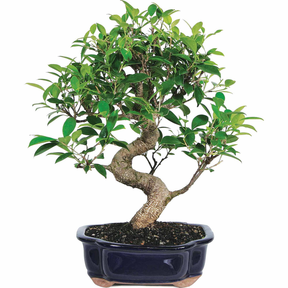 Ficus Bonsai Live Tree H714