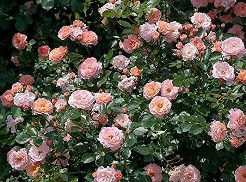 Apricot Drift Rose Bush U1142
