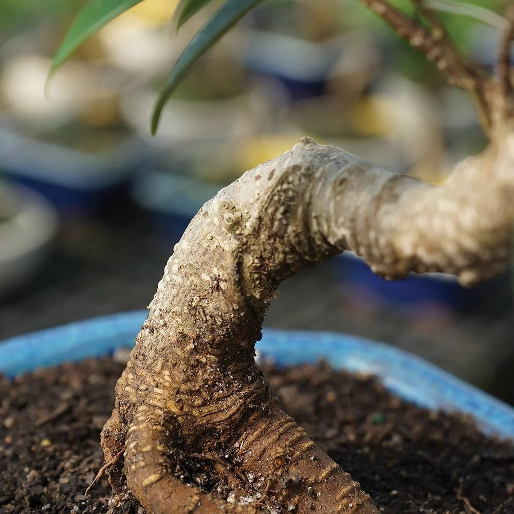 Ficus Bonsai Live Tree H714