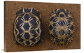 Spider Tortoise and Radiated Tortoise Art Print L20650