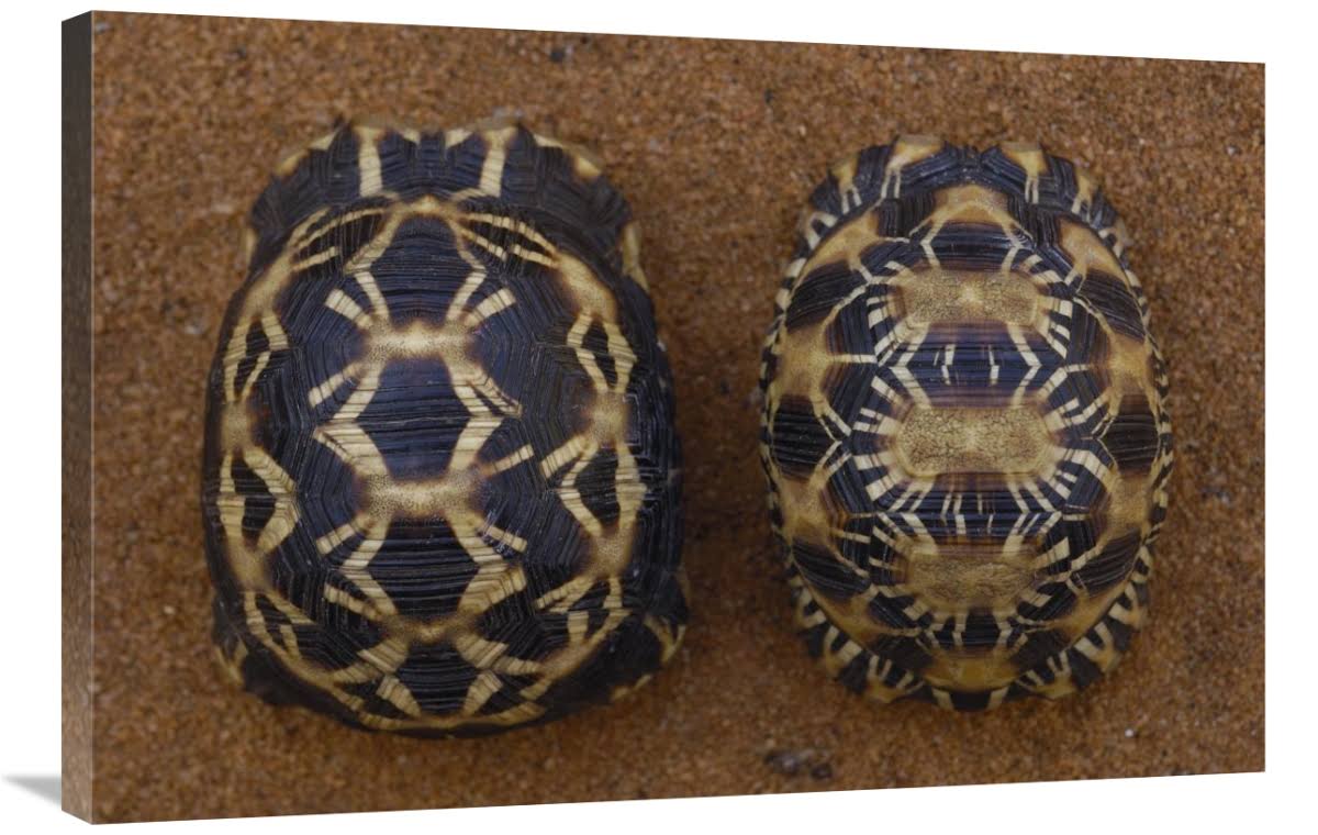 Spider Tortoise and Radiated Tortoise Art Print L20650