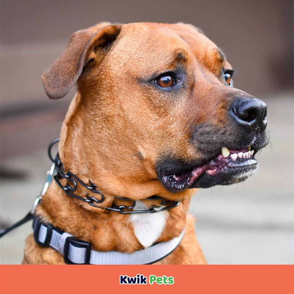 Stainless Dog Prong Training Collar V20714