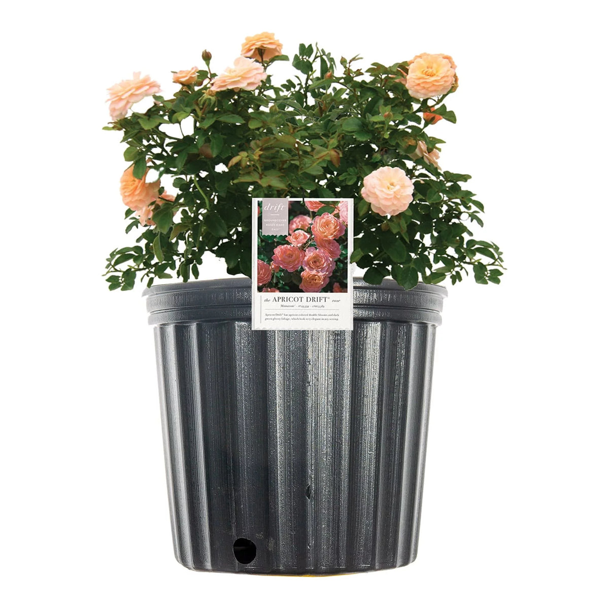 Apricot Drift Rose Bush U1142