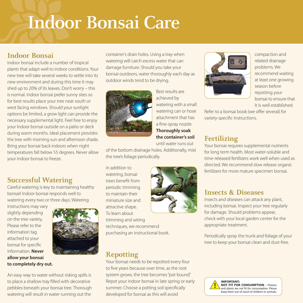 Ficus Bonsai Live Tree H714