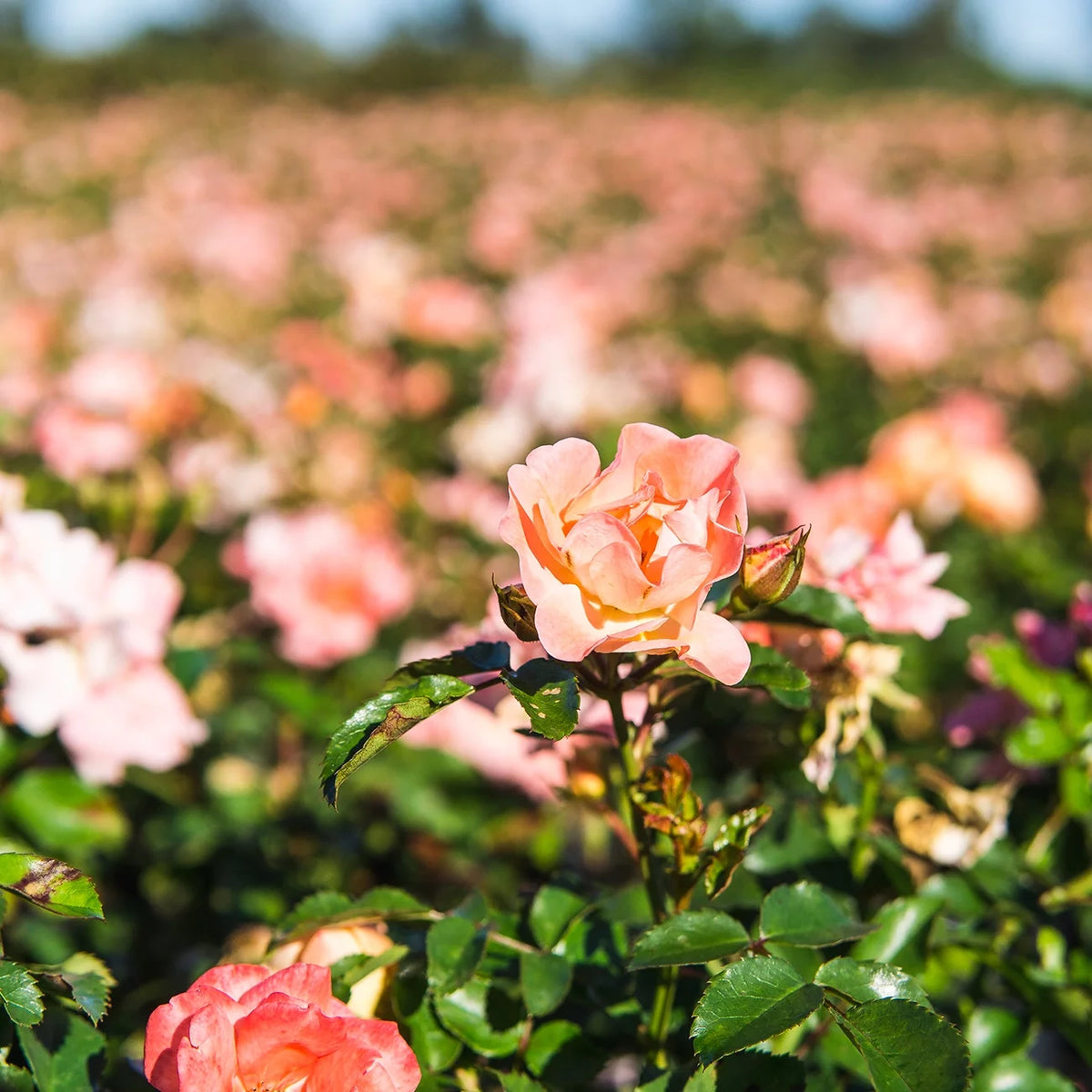Apricot Drift Rose Bush U1142