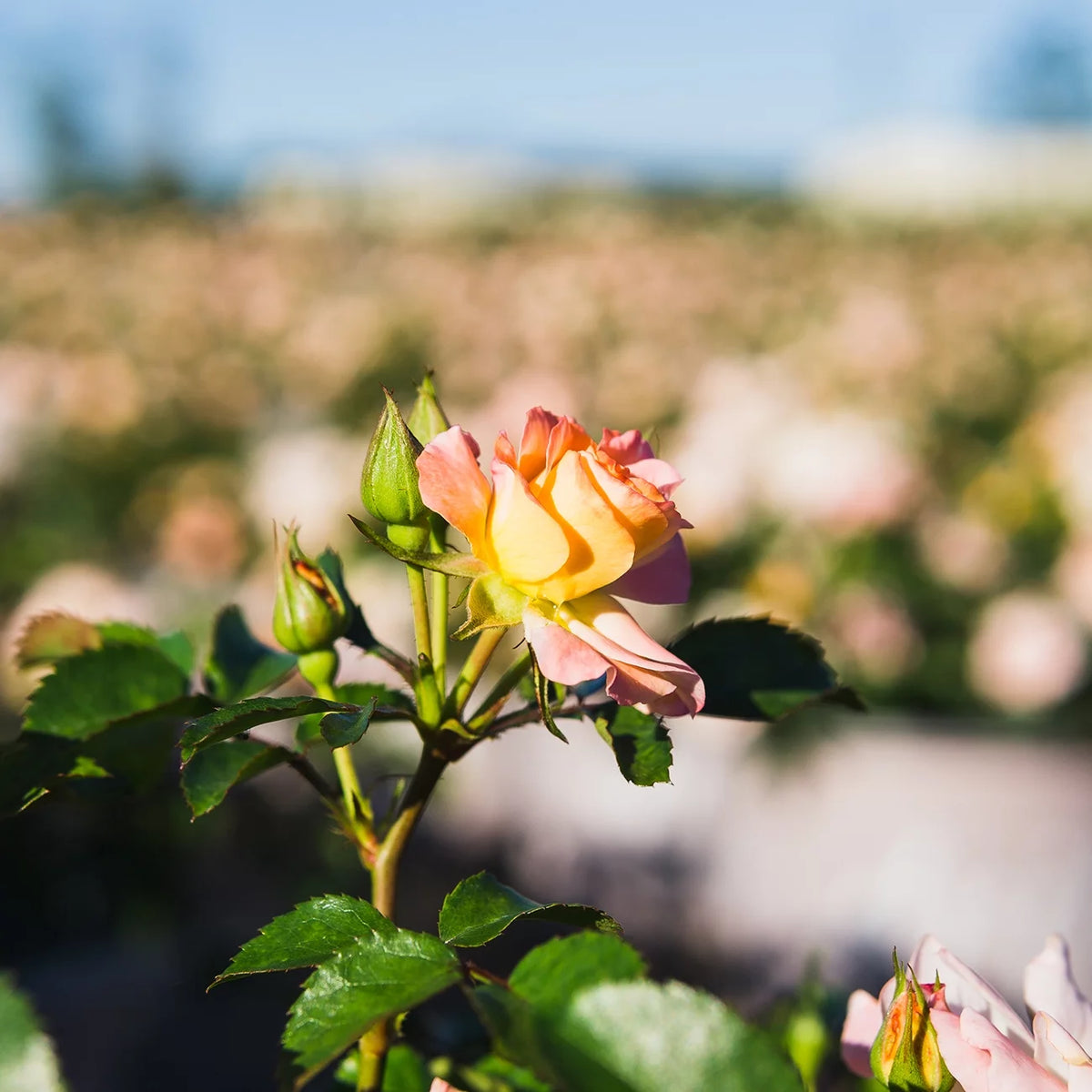 Apricot Drift Rose Bush U1142