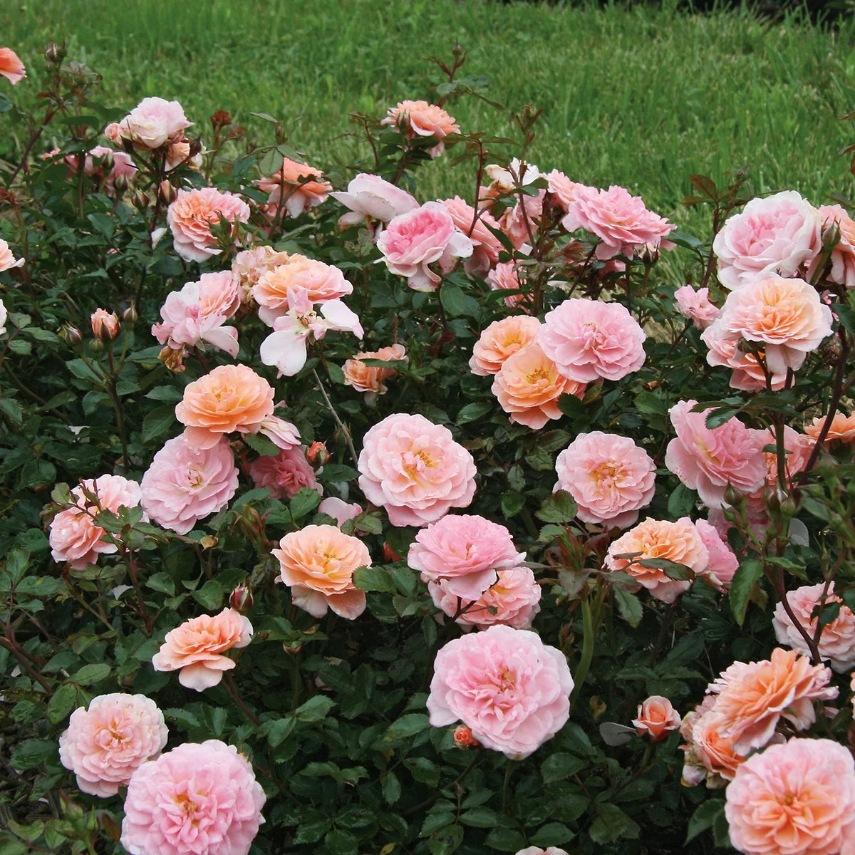 Apricot Drift Rose Bush U1142