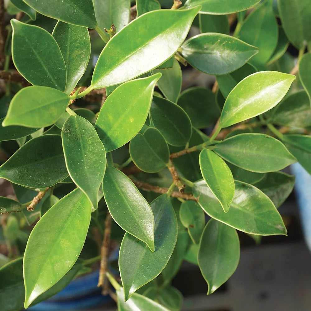 Ficus Bonsai Live Tree H714