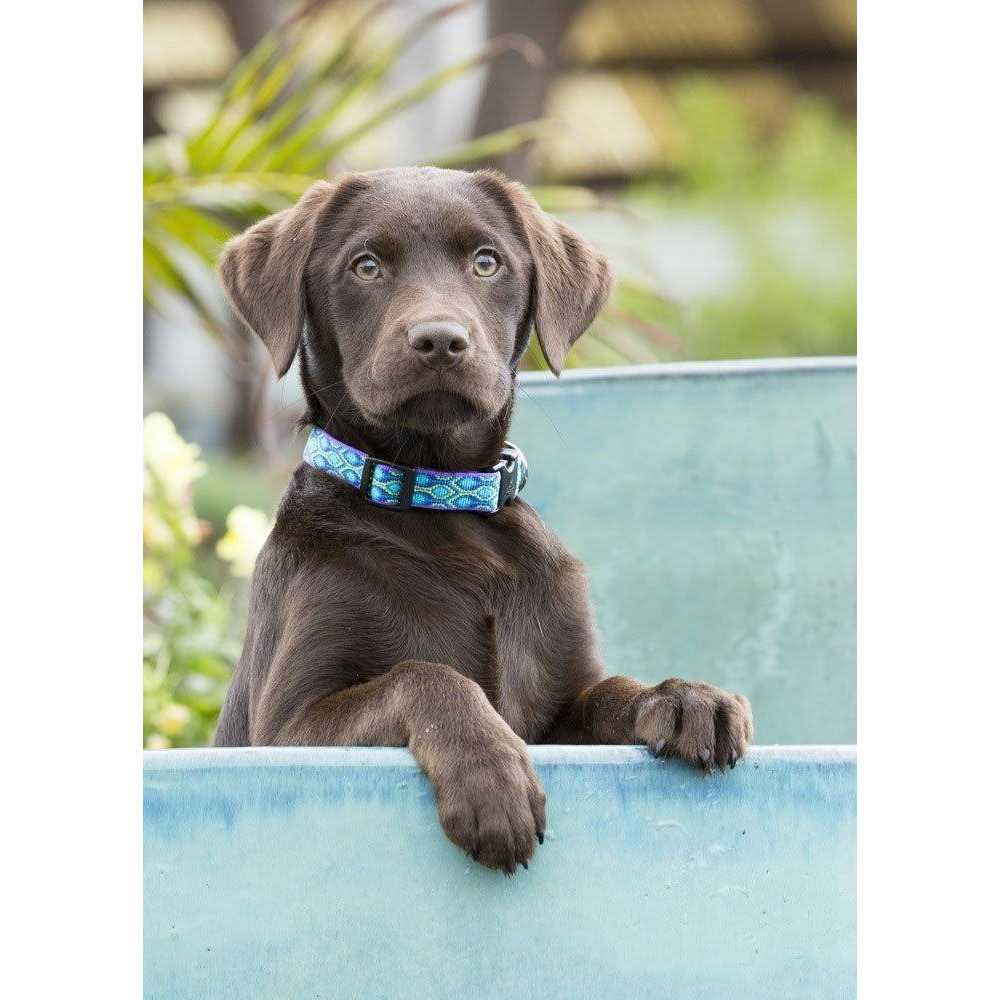 Dog Collar Y874426